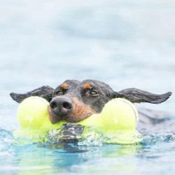 Airdog Squeaker Bone KONG