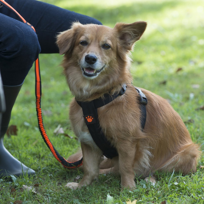 Harnais de sécurité réglable pour Chien FIDELAMI