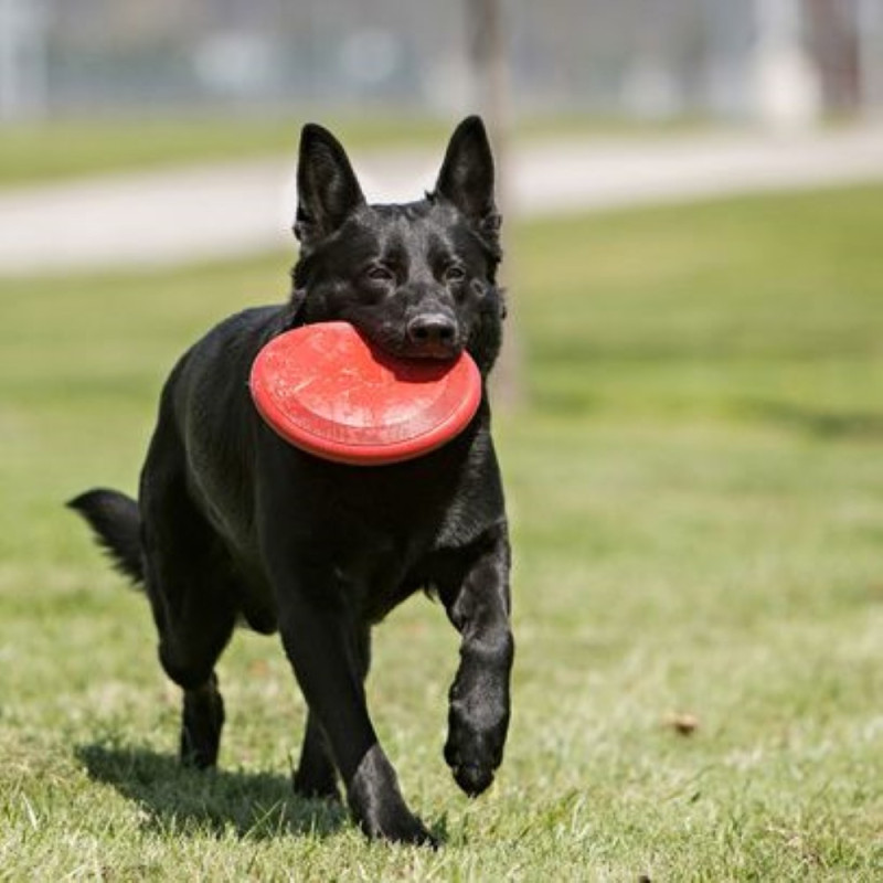 Frisbee Classique KONG