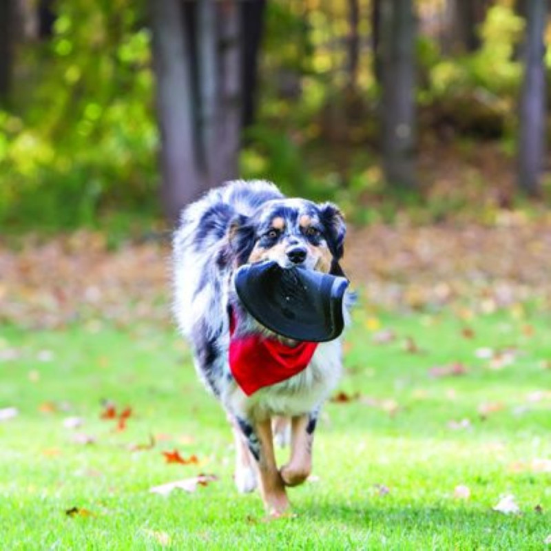 Frisbee Extrême KONG