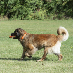 Triskèle pour chien FIDELAMI