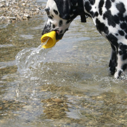 Frisbee flottant pour Chien