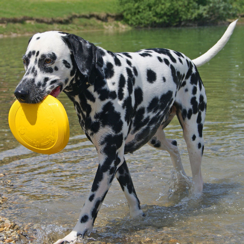 Frisbee flottant pour Chien