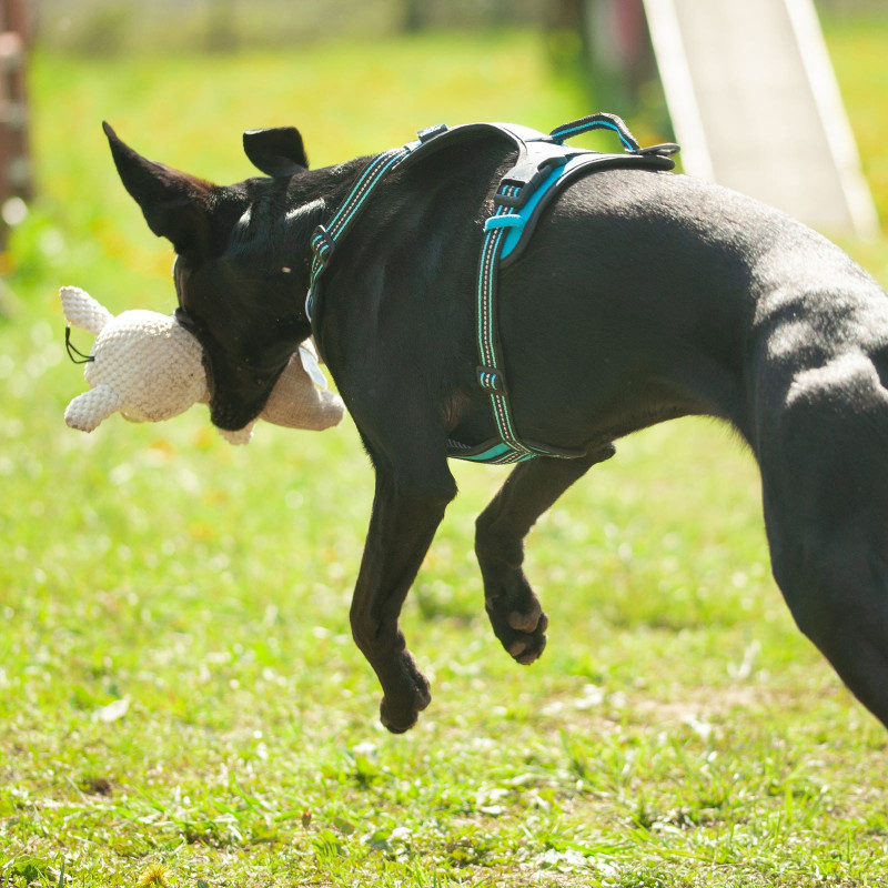 Léo doudou cochon FIDELAMI