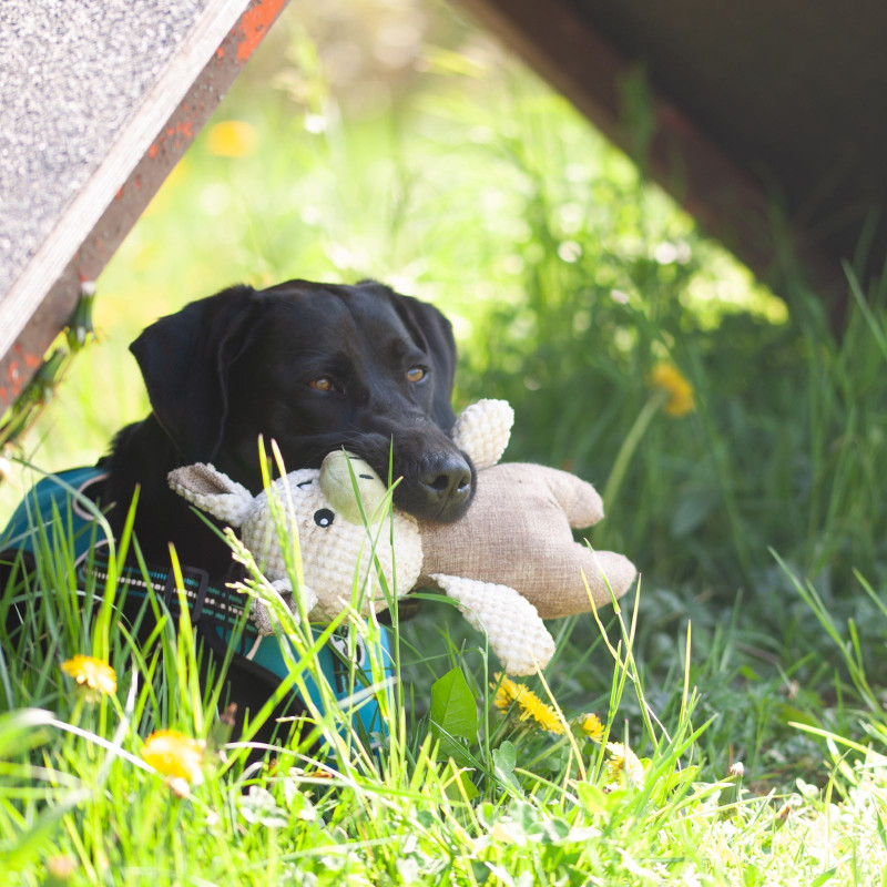 Léo doudou cochon FIDELAMI