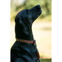 Collier chien cuir rivets argentés FIDELAMI