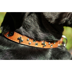 Collier chien cuir rivets argentés FIDELAMI