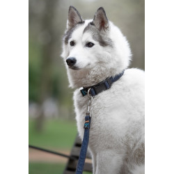 Collier pour Chien Blue Jean FIDELAMI